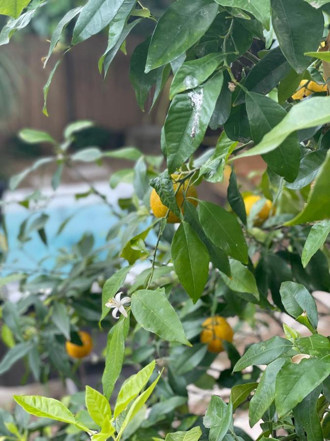 Maison Dans Les Arbres, Spa, Tennis, Parking Nîmes Eksteriør bilde